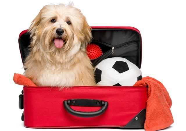 60 Great Viajar para o exterior com cachorro 